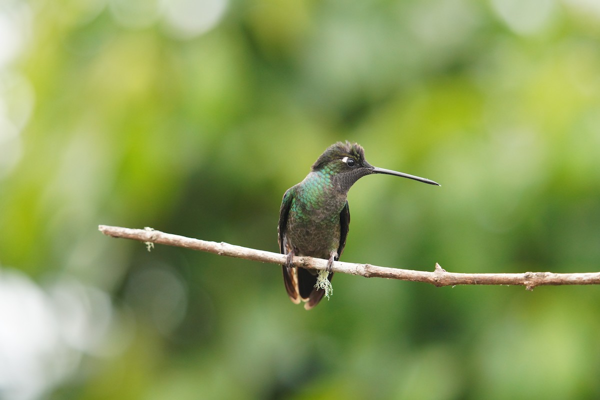Talamanca Hummingbird - ML619908644