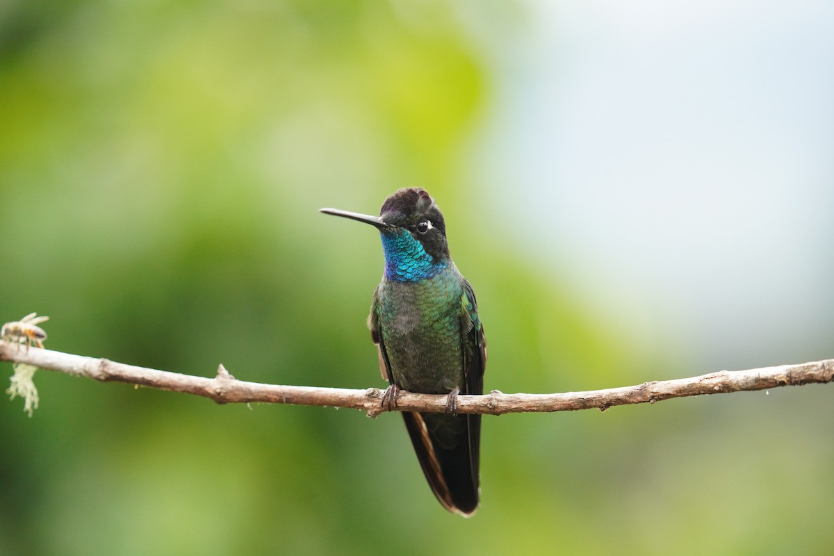 Talamanca Hummingbird - ML619908647
