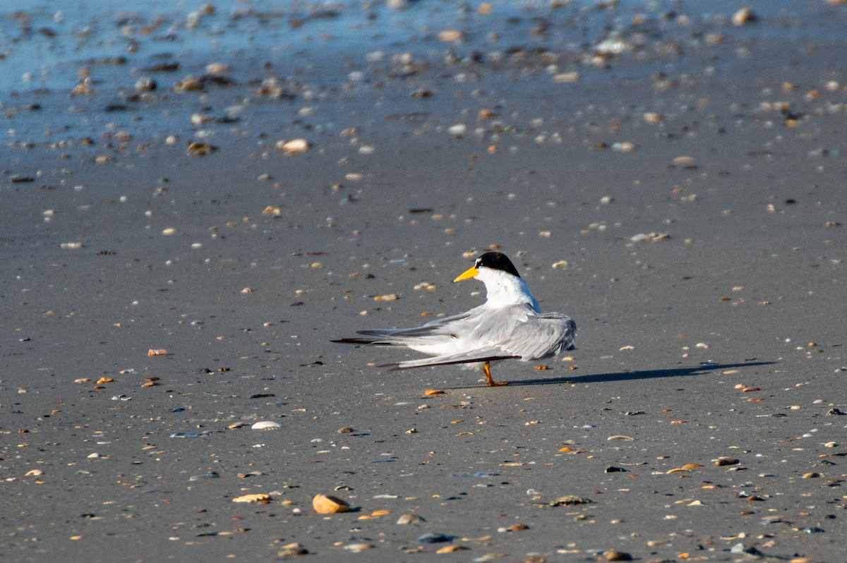 Least Tern - ML619908653