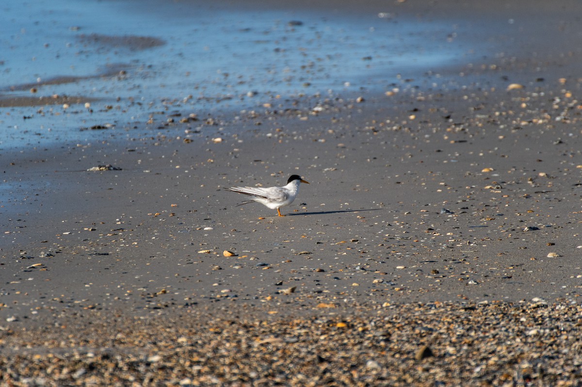 Least Tern - ML619908654