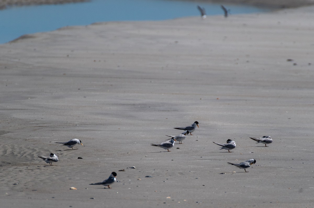 Least Tern - ML619908677