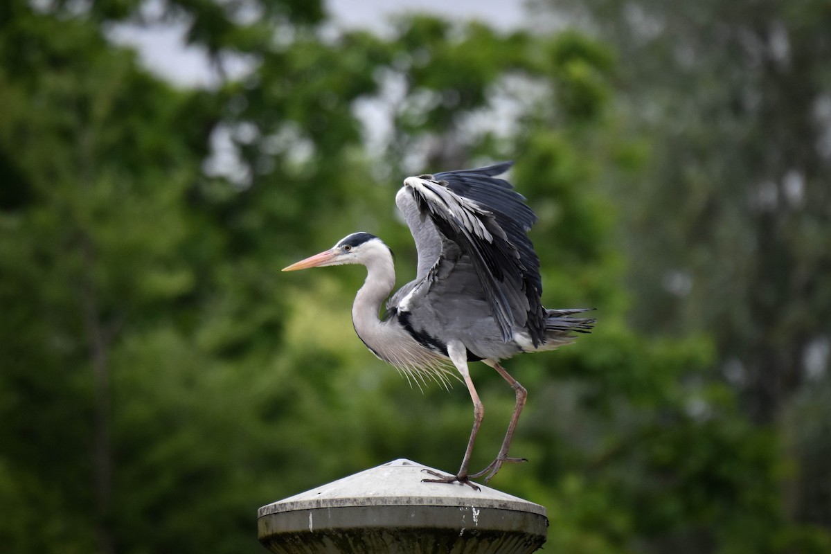 Gray Heron - ML619908685