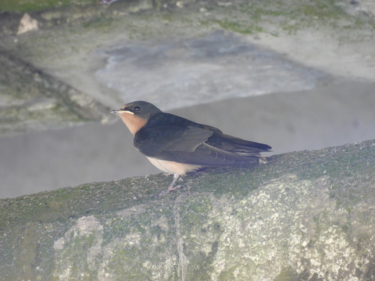 Barn Swallow - ML619908695