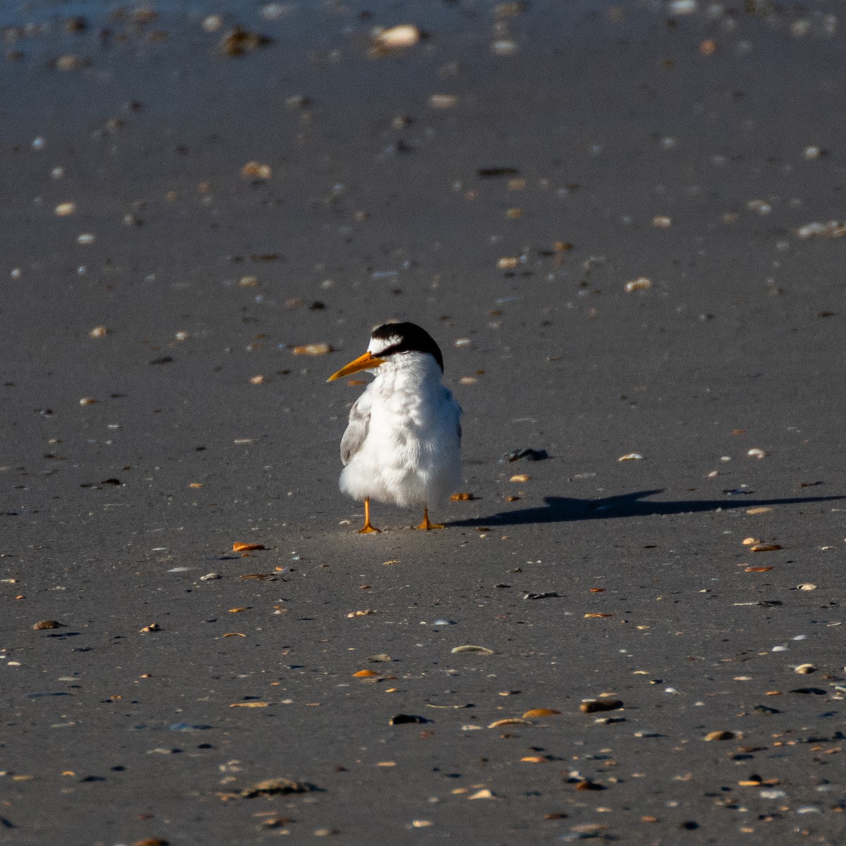 Least Tern - ML619908698