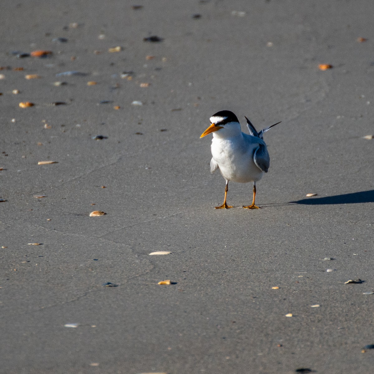 Least Tern - ML619908699