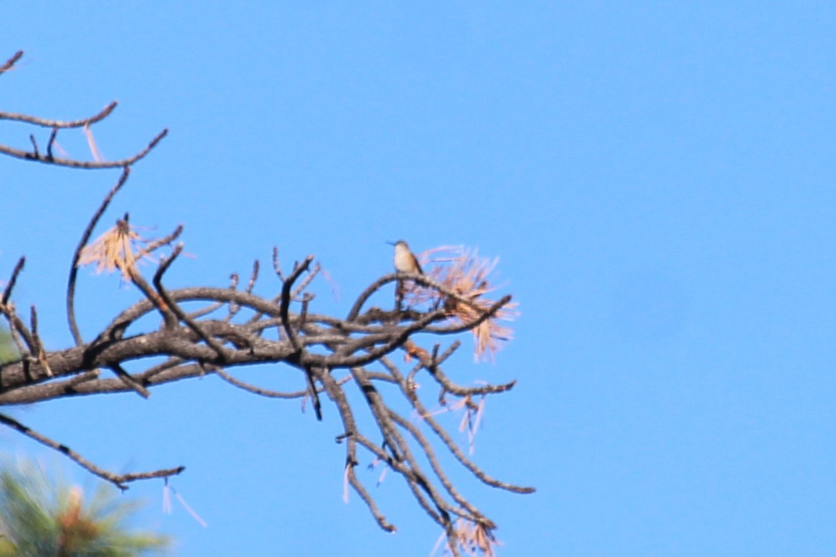 Broad-tailed Hummingbird - ML619908711