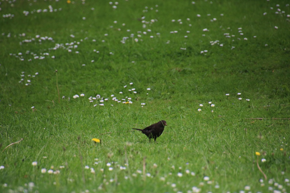 Eurasian Blackbird - ML619908714