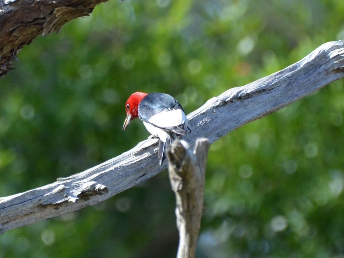 Pic à tête rouge - ML619908720