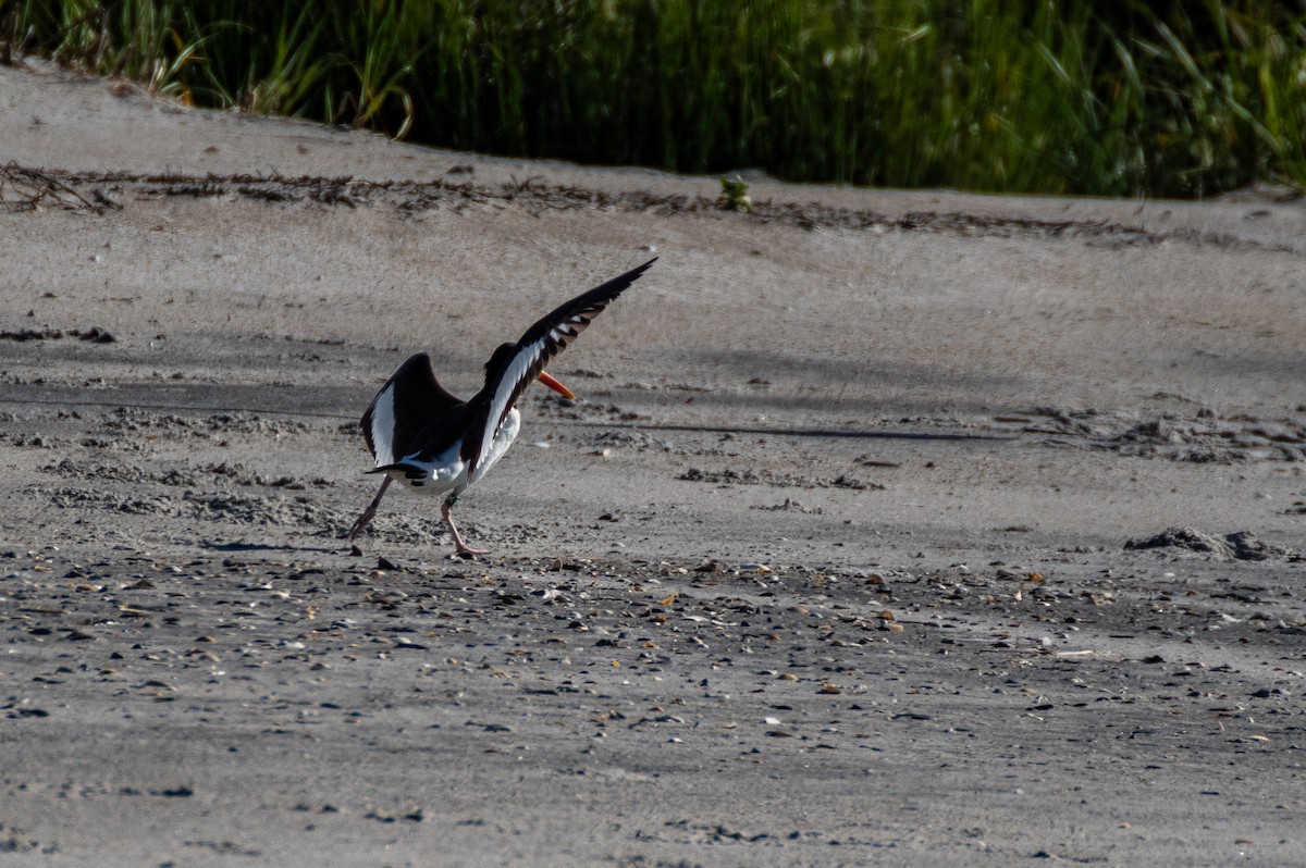 American Oystercatcher - ML619908727