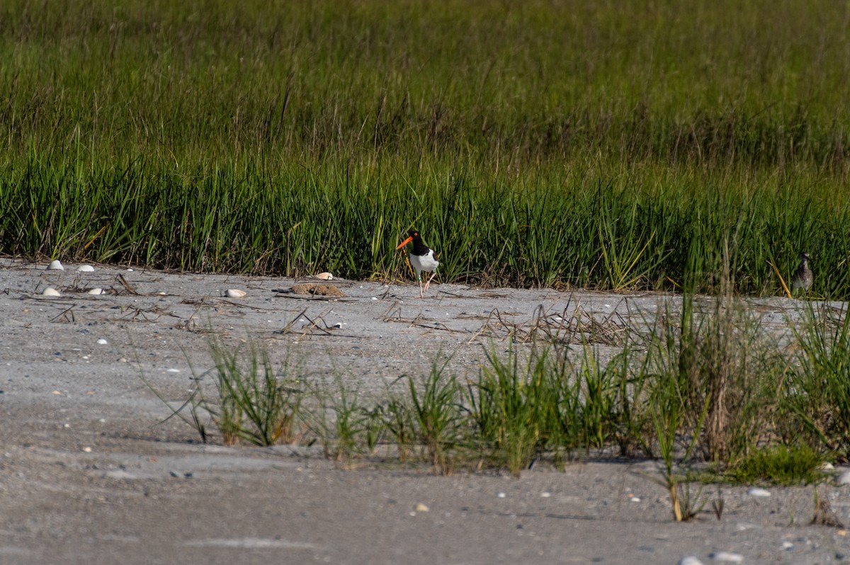 American Oystercatcher - ML619908729