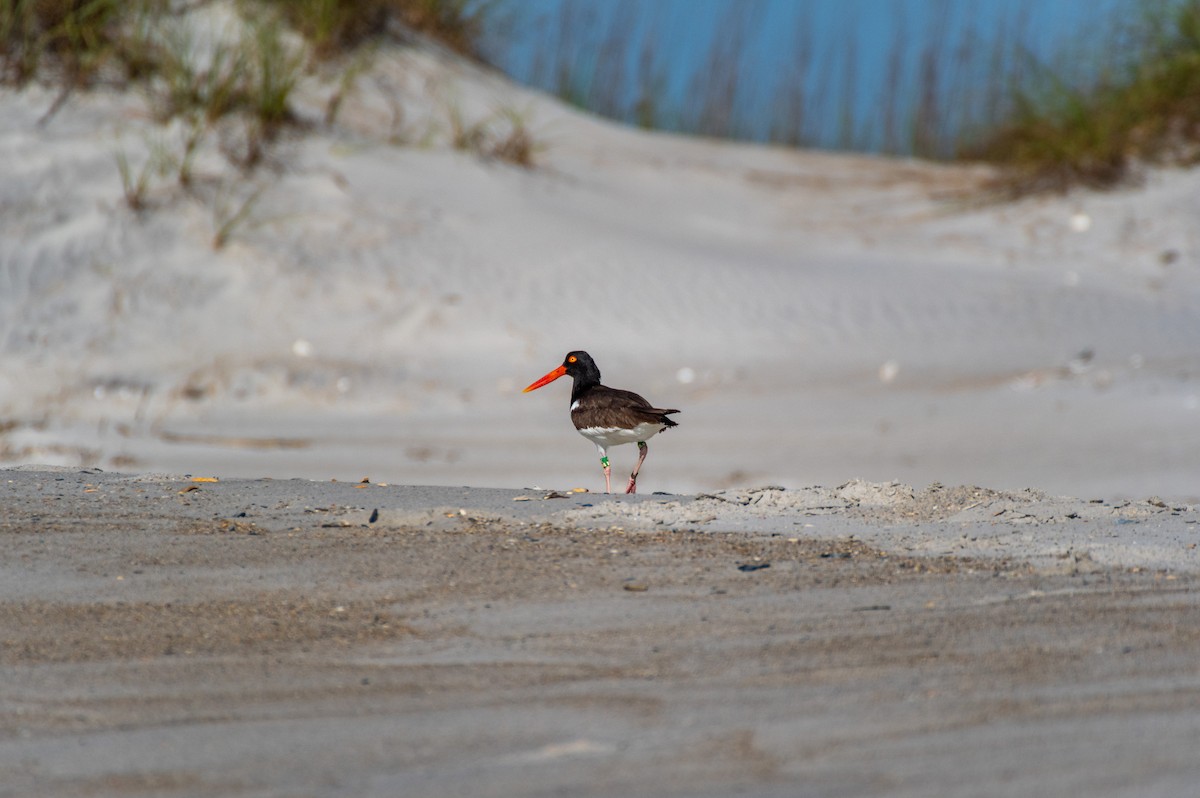 American Oystercatcher - ML619908730