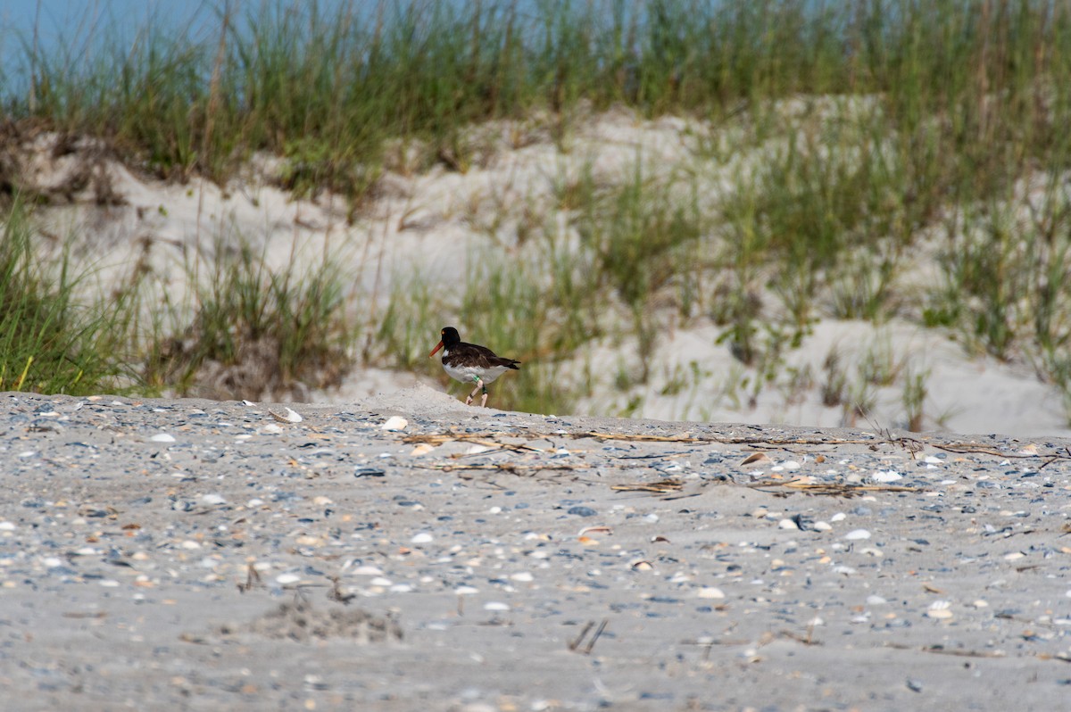 American Oystercatcher - ML619908731