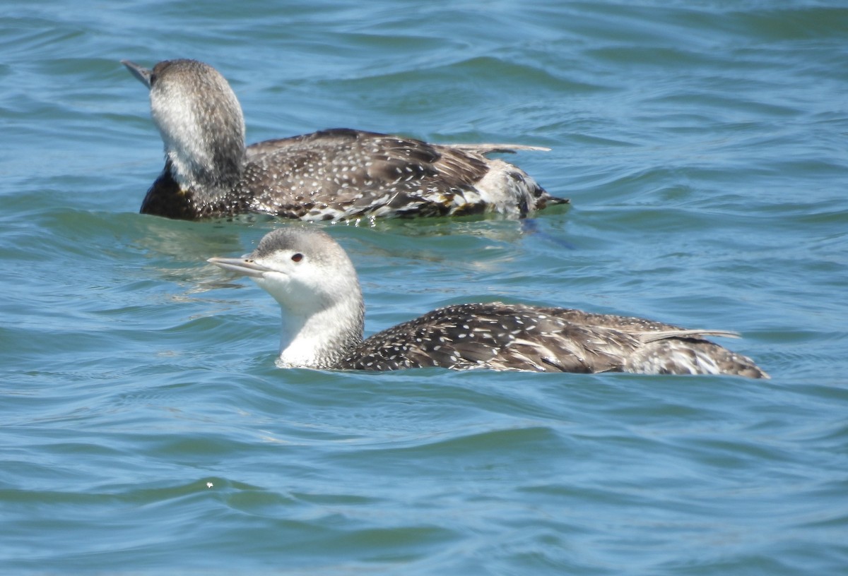 Red-throated Loon - ML619908739