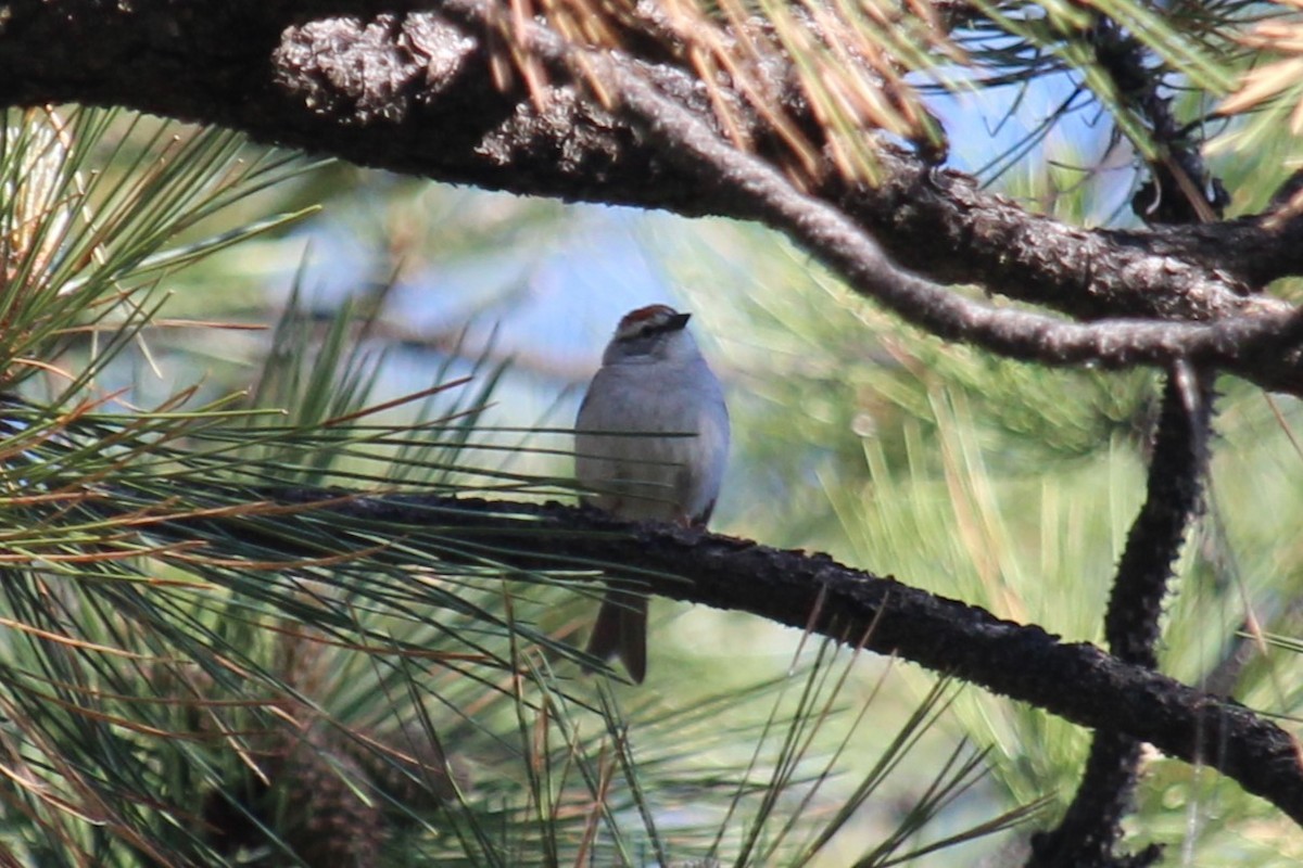 Chipping Sparrow - ML619908741