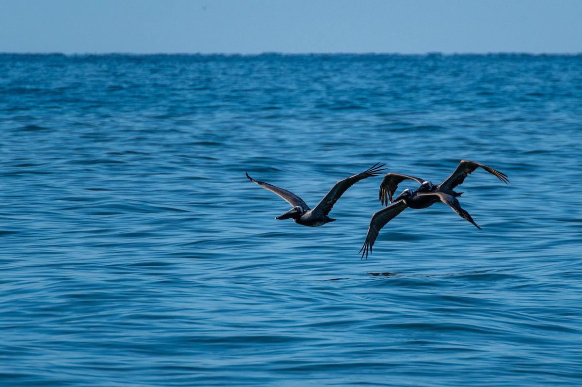 Brown Pelican - ML619908751