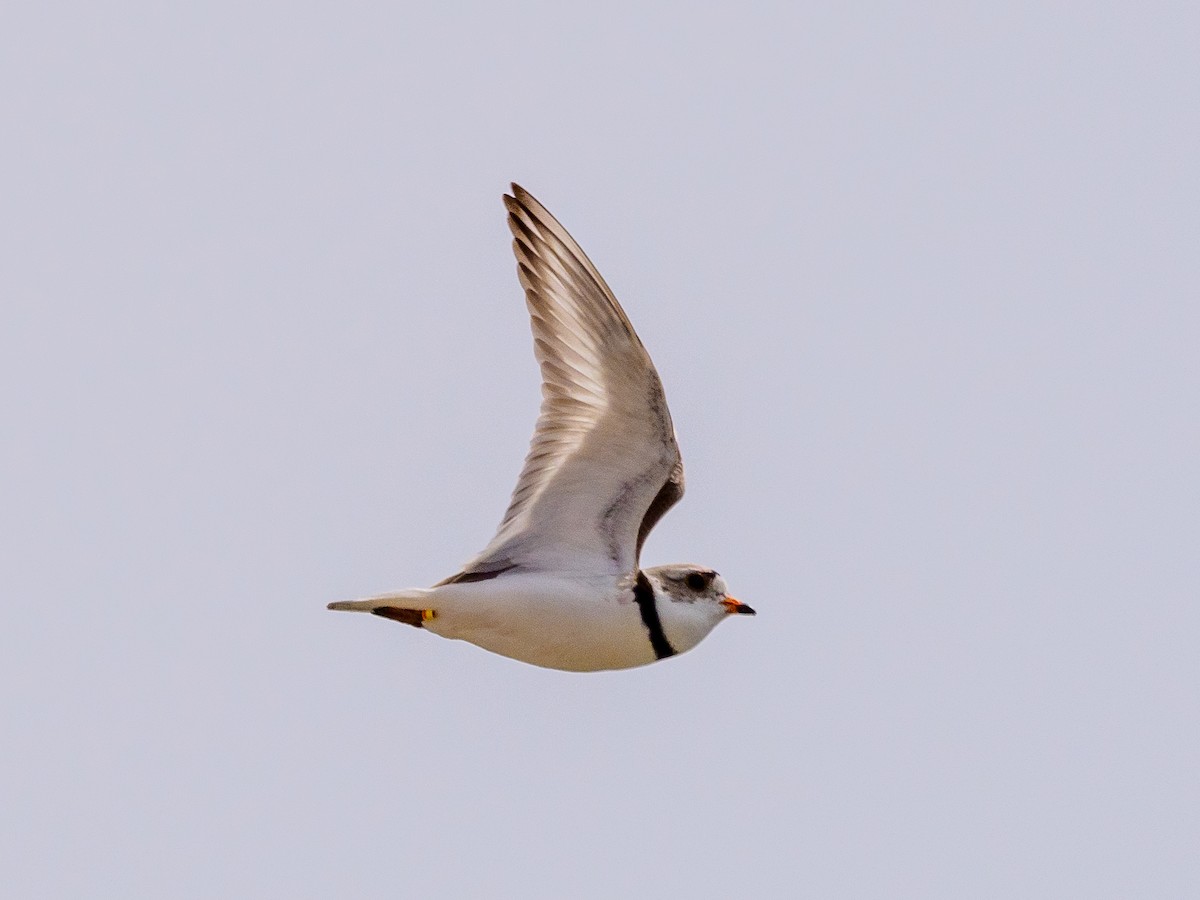 Piping Plover - ML619908753