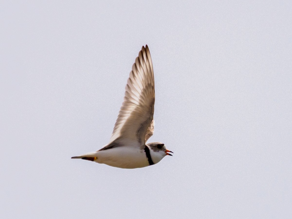 Piping Plover - ML619908756
