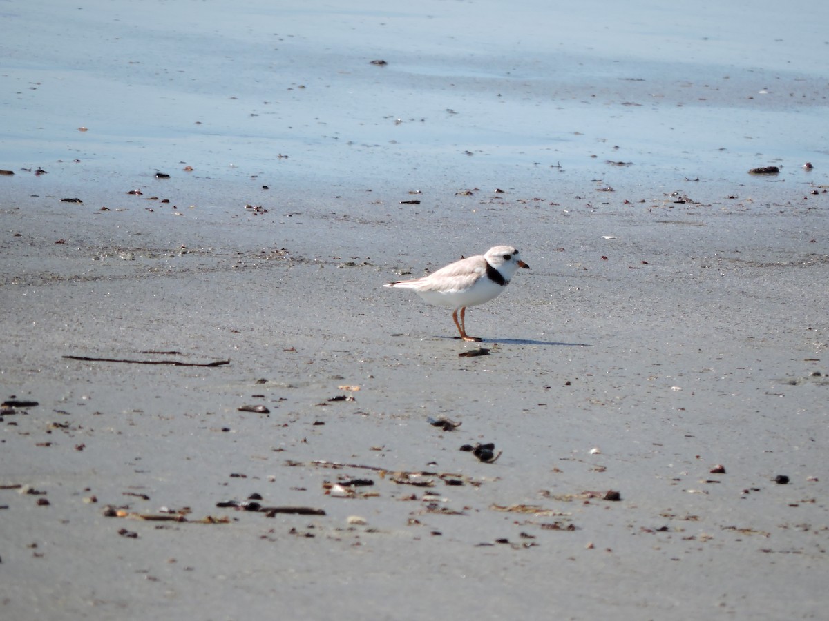 Piping Plover - ML619908761