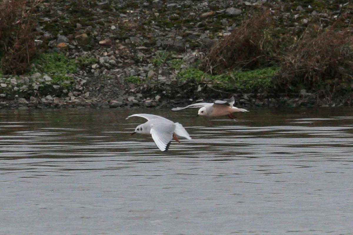 Mouette rosée - ML619908767