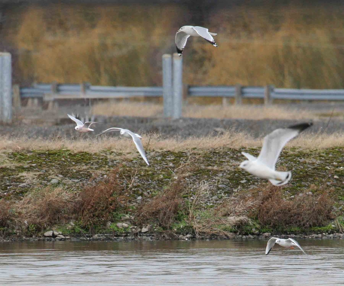 Mouette rosée - ML619908768