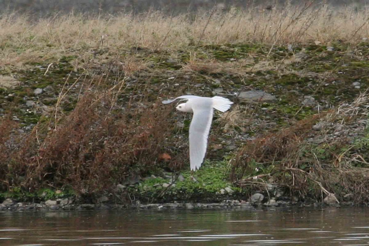 Ross's Gull - ML619908769