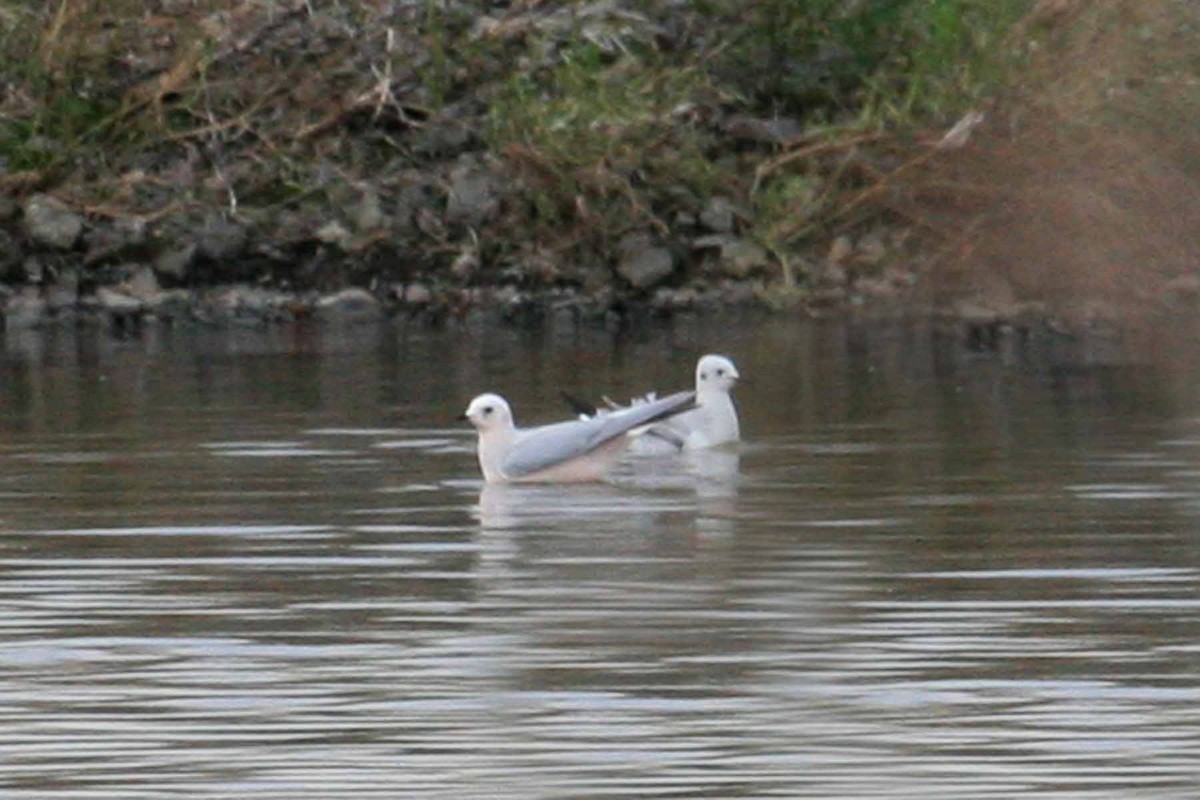 Ross's Gull - ML619908770