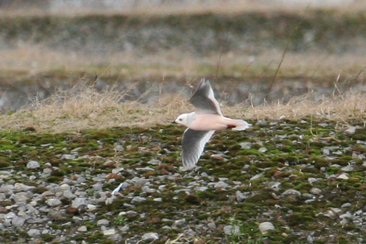 Mouette rosée - ML619908771