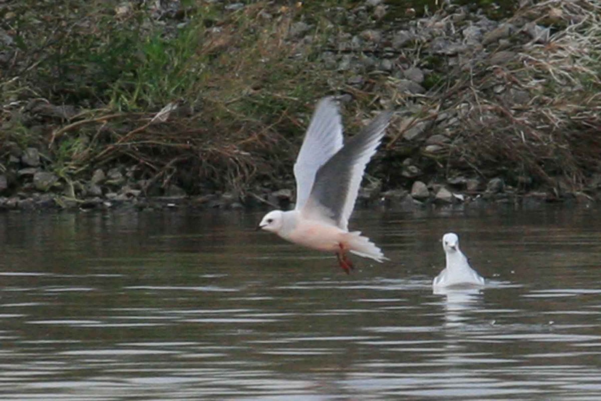 Mouette rosée - ML619908772