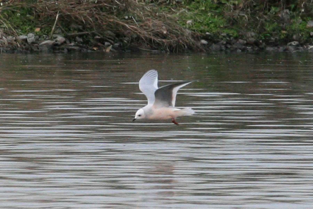 Gaviota Rosada - ML619908773