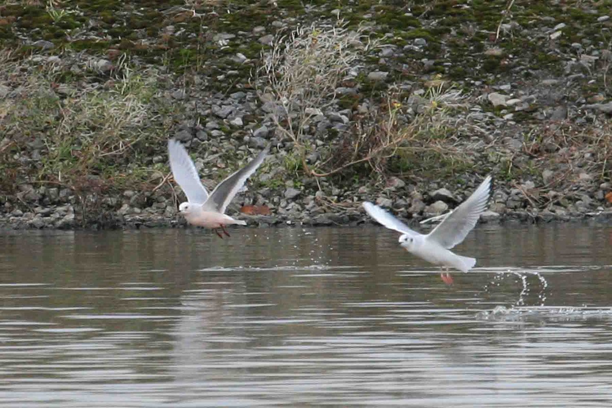 Gaviota Rosada - ML619908774