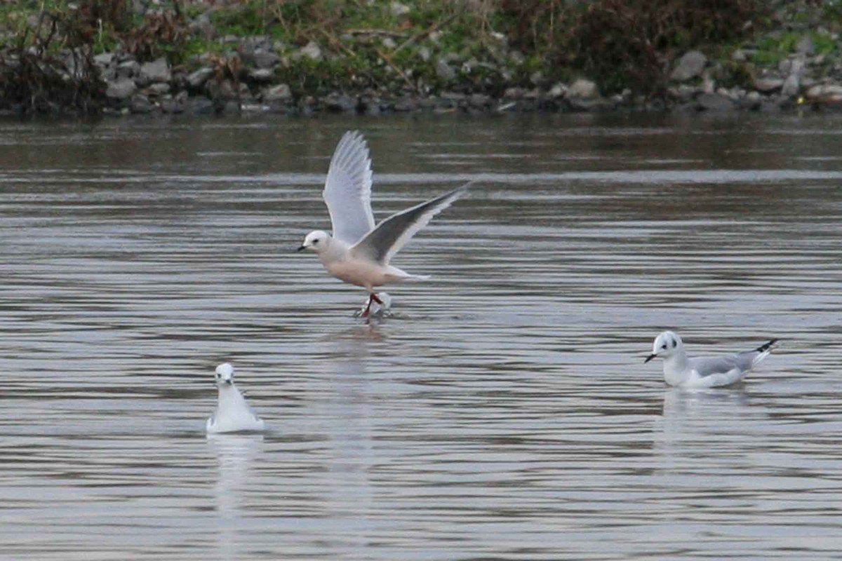 Mouette rosée - ML619908775