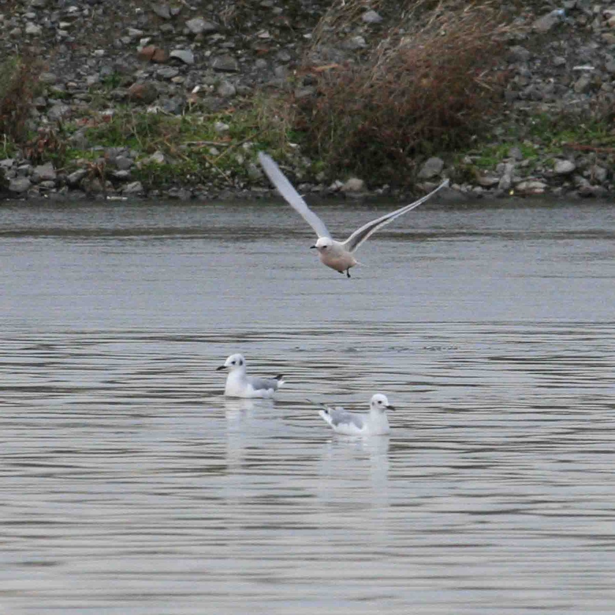 Mouette rosée - ML619908776