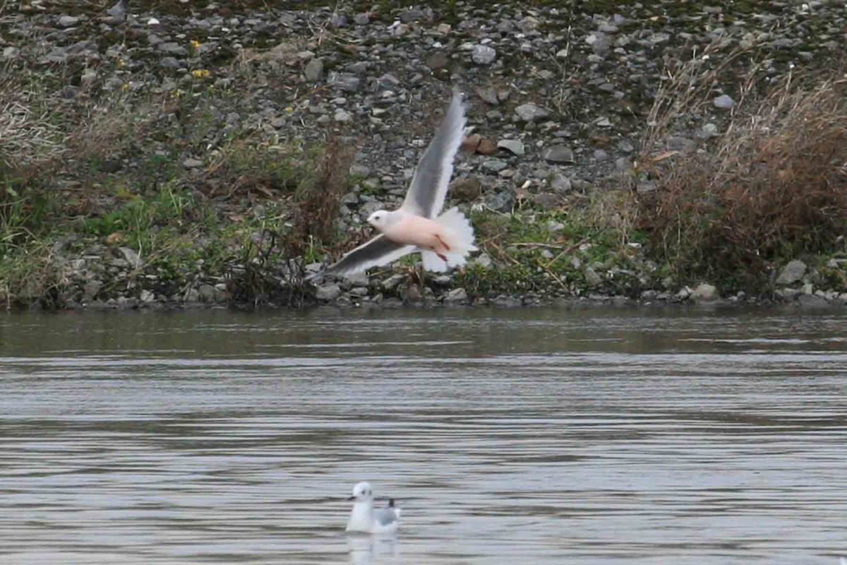 Ross's Gull - ML619908777