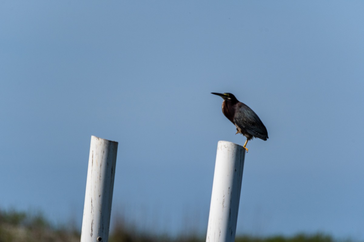 Green Heron - ML619908778