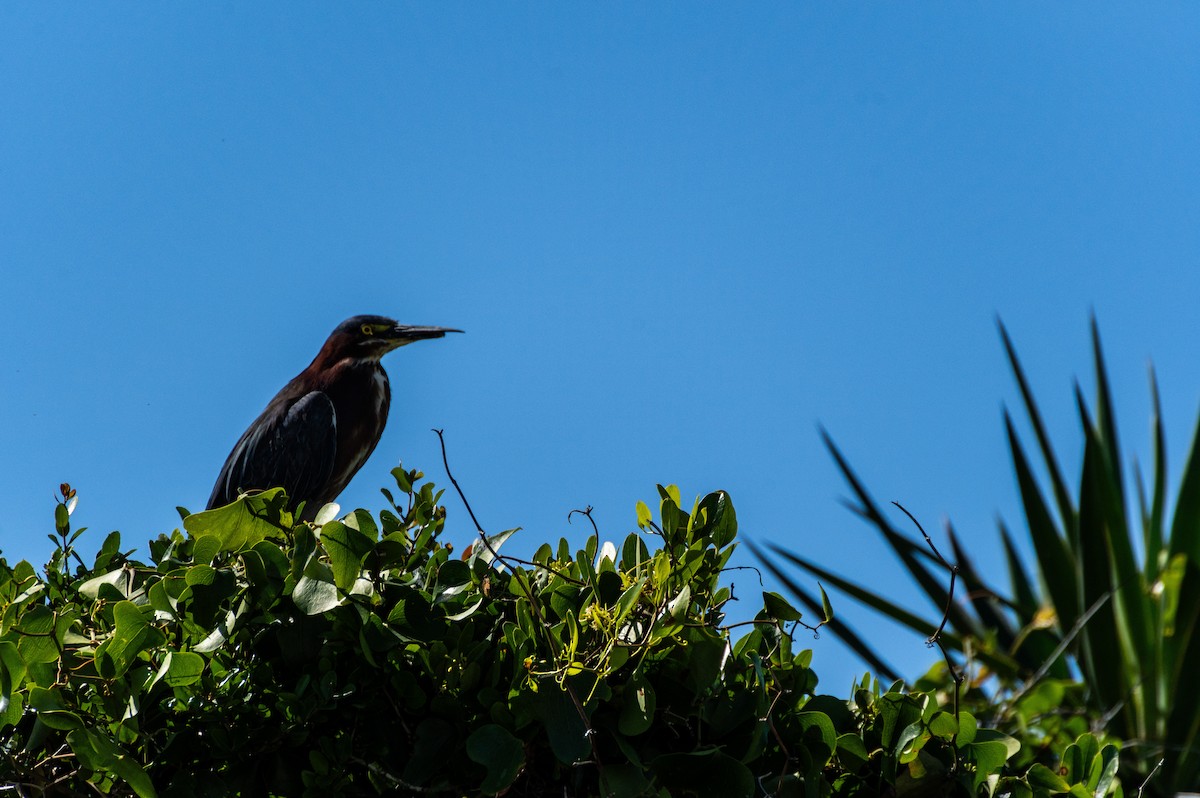 Green Heron - ML619908779