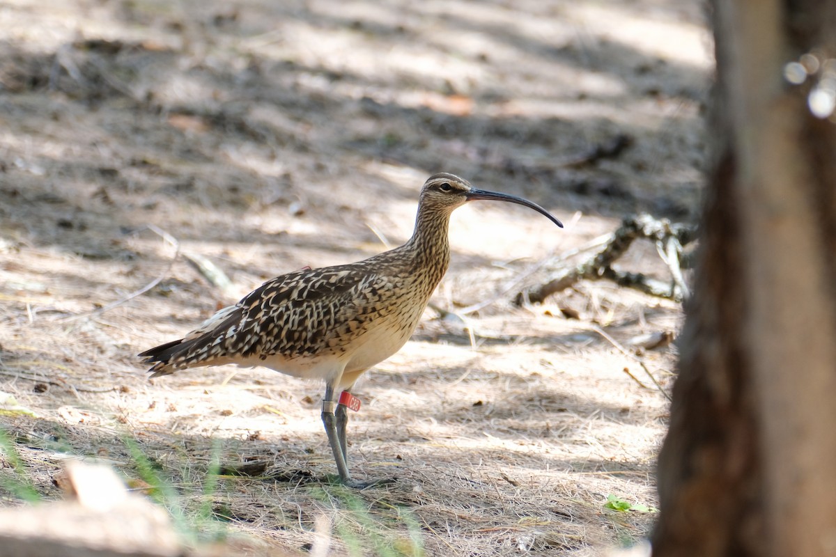 Bristle-thighed Curlew - ML619908787