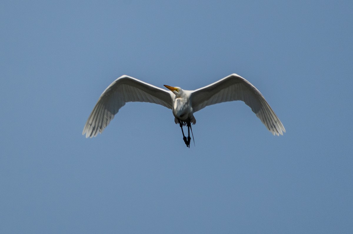 Great Egret - ML619908791