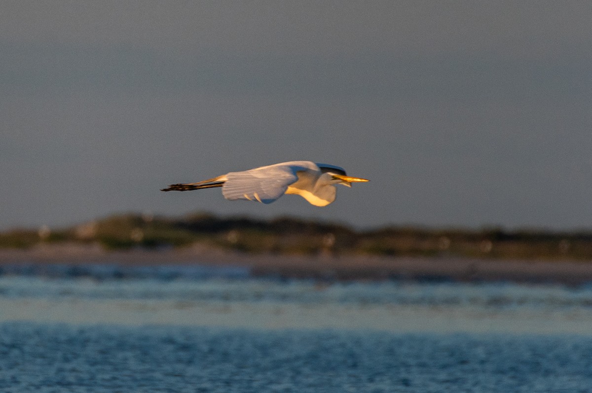 Great Egret - ML619908792