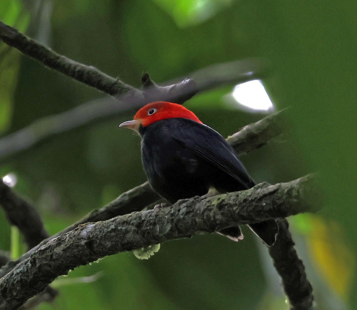 Red-capped Manakin - ML619908795