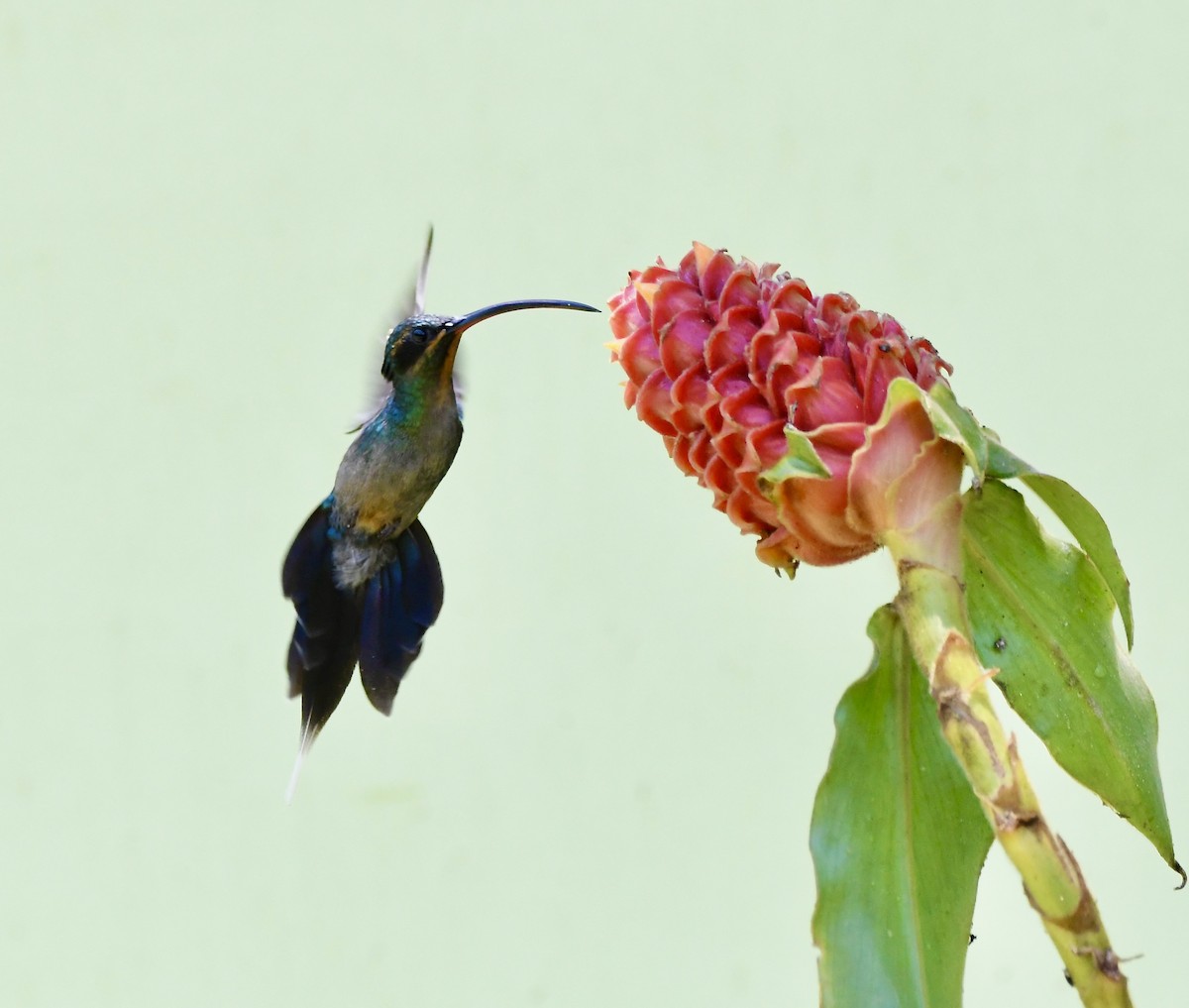 kolibřík šedobřichý - ML619908799