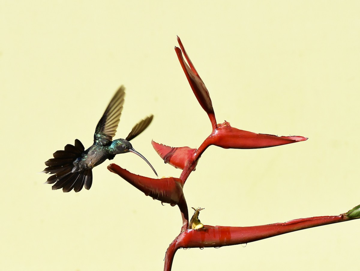 kolibřík šedobřichý - ML619908801