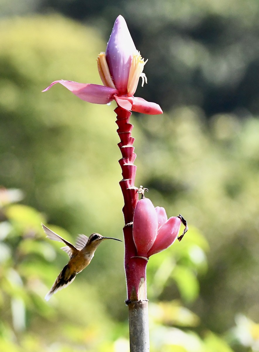 kolibřík šedobřichý - ML619908802