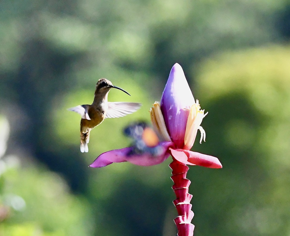 kolibřík šedobřichý - ML619908808