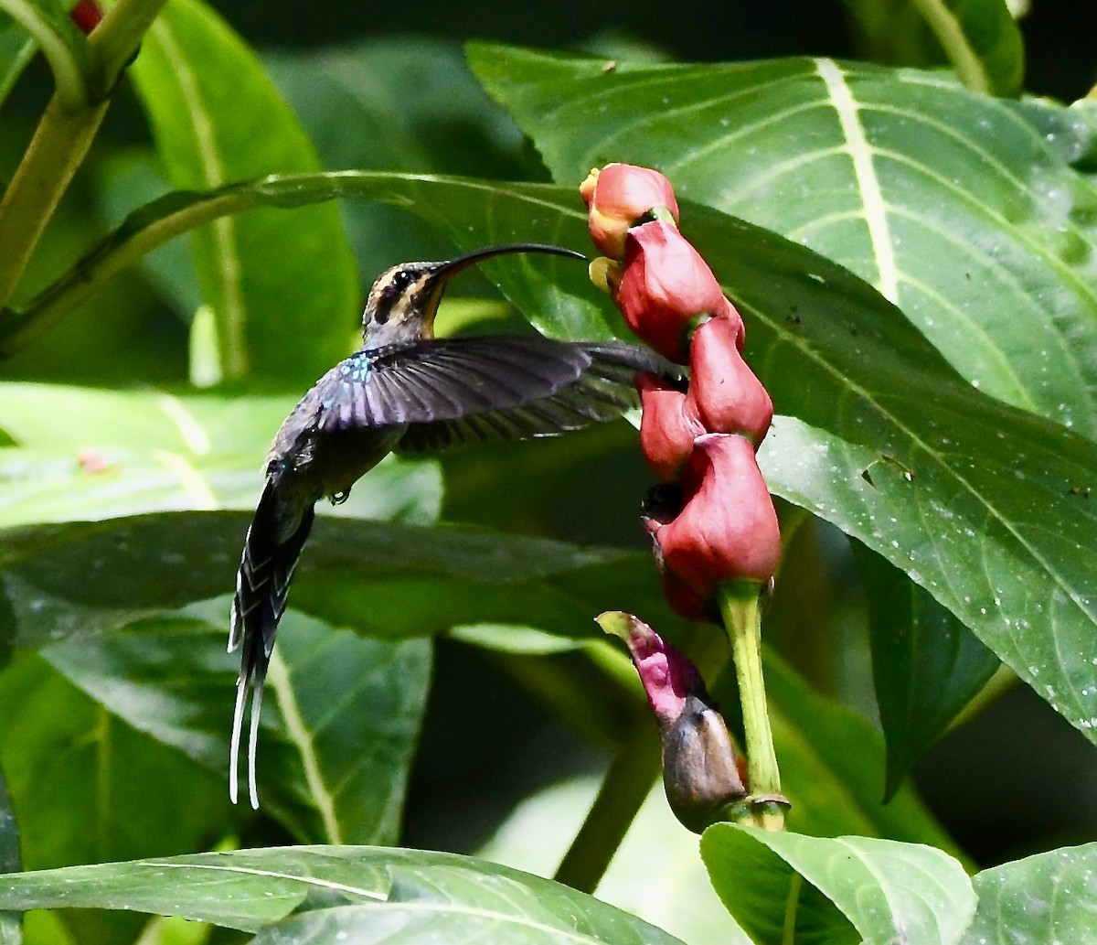 kolibřík šedobřichý - ML619908810