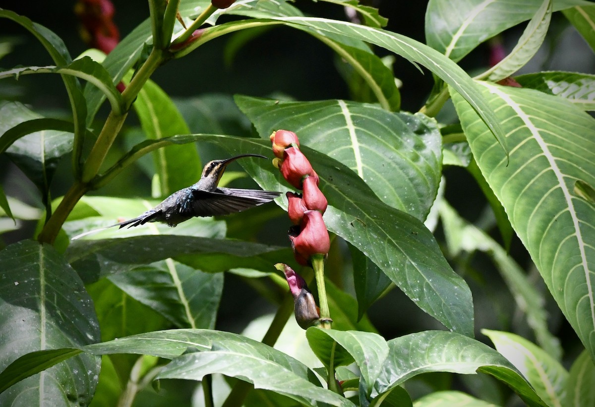 kolibřík šedobřichý - ML619908811