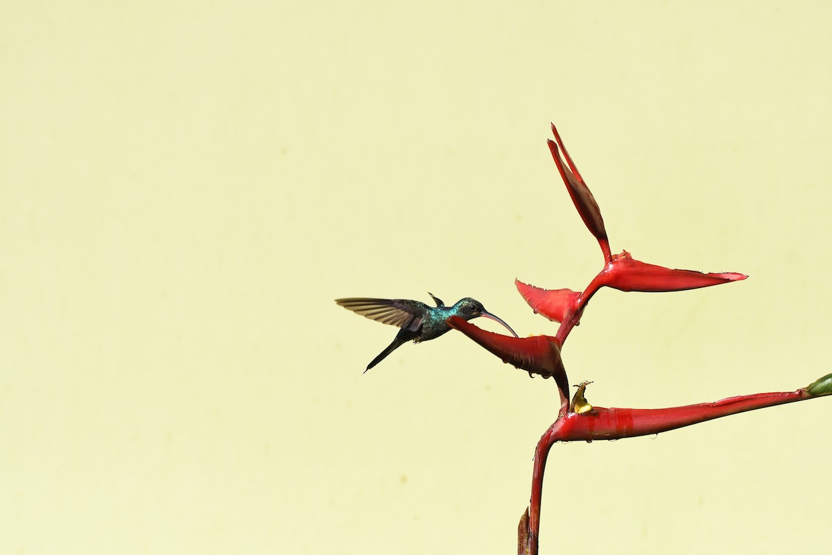 Зелёный колибри-отшельник - ML619908812