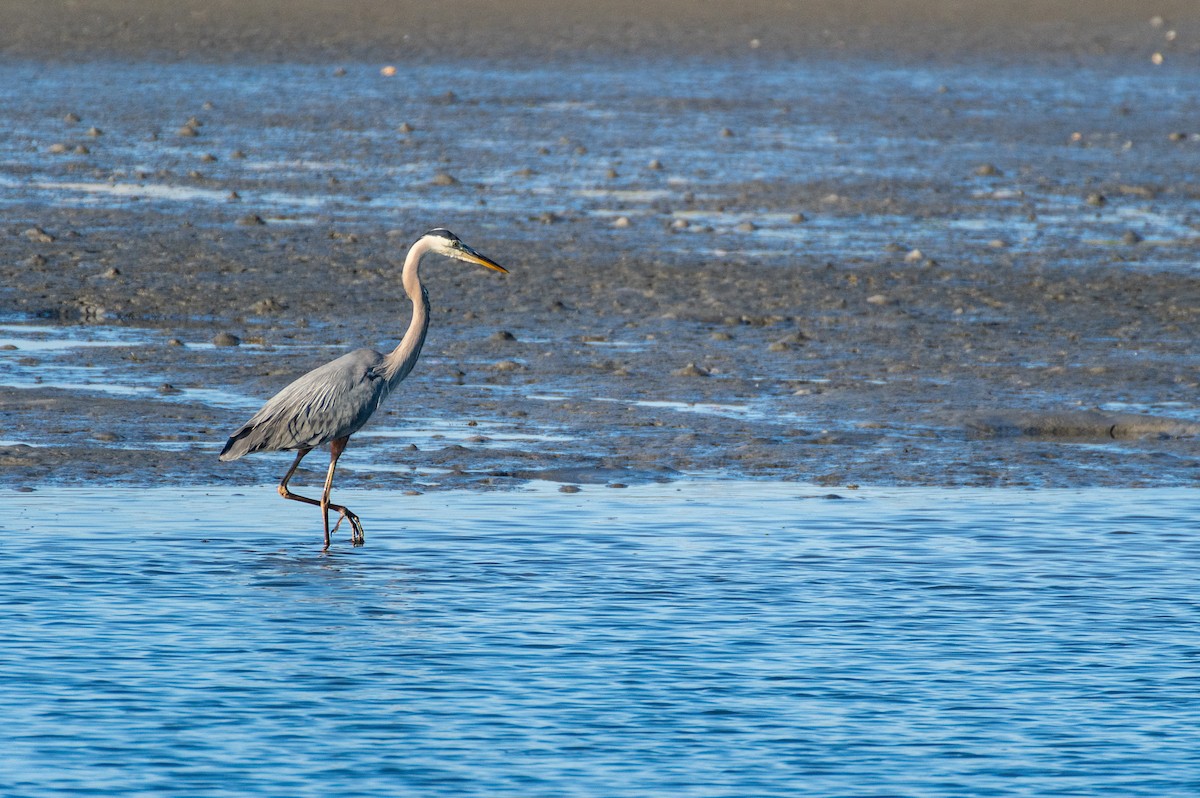 Great Blue Heron - ML619908818