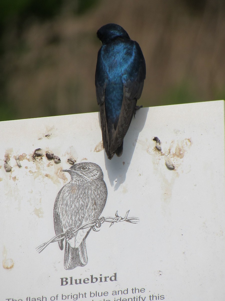 Purple Martin - ML619908833