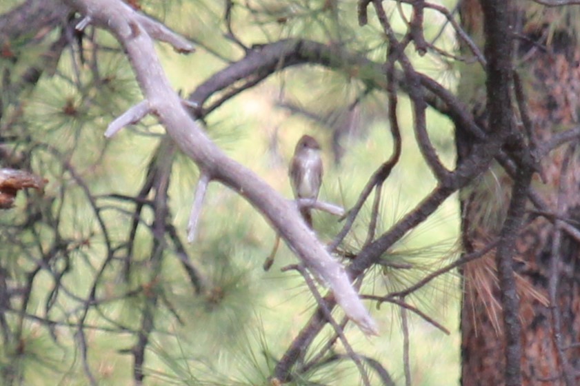 Olive-sided Flycatcher - ML619908840