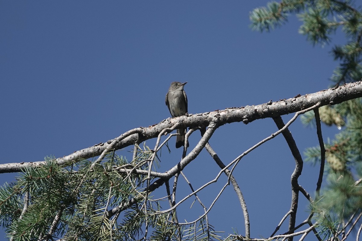 Western Wood-Pewee - ML619908843